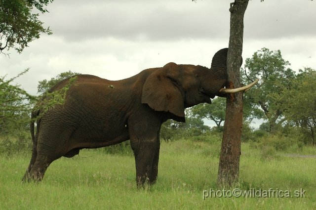 puku rsa 207.jpg - Kruger Elephant near Satara camp.